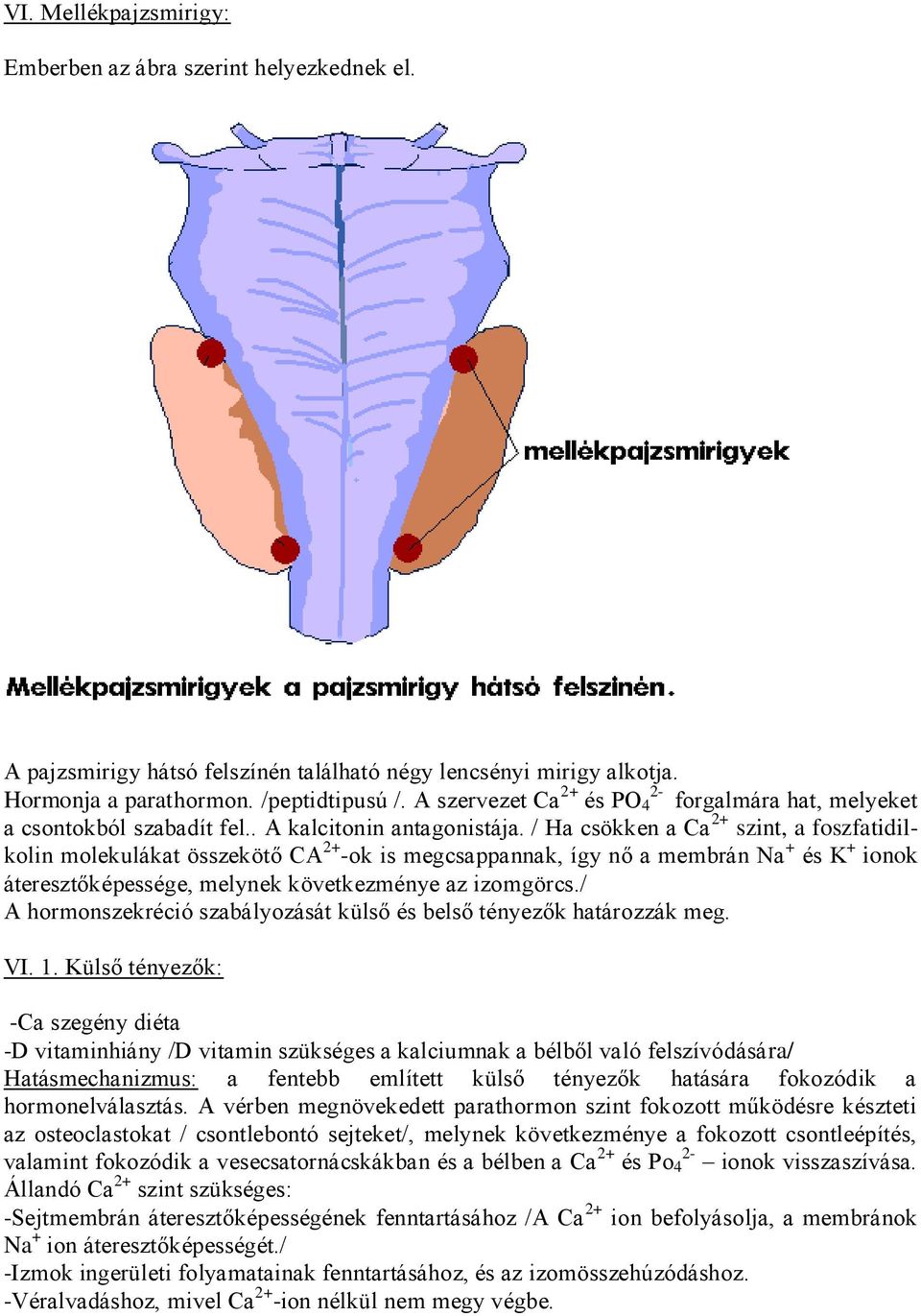 / Ha csökken a Ca 2+ szint, a foszfatidilkolin molekulákat összekötő CA 2+ -ok is megcsappannak, így nő a membrán Na + és K + ionok áteresztőképessége, melynek következménye az izomgörcs.