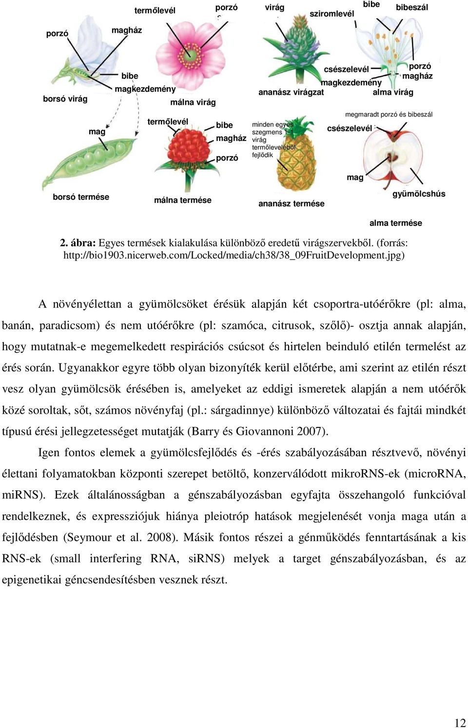 ábra: Egyes termések kialakulása különböző eredetű virágszervekből. (forrás: http://bio1903.nicerweb.com/locked/media/ch38/38_09fruitdevelopment.