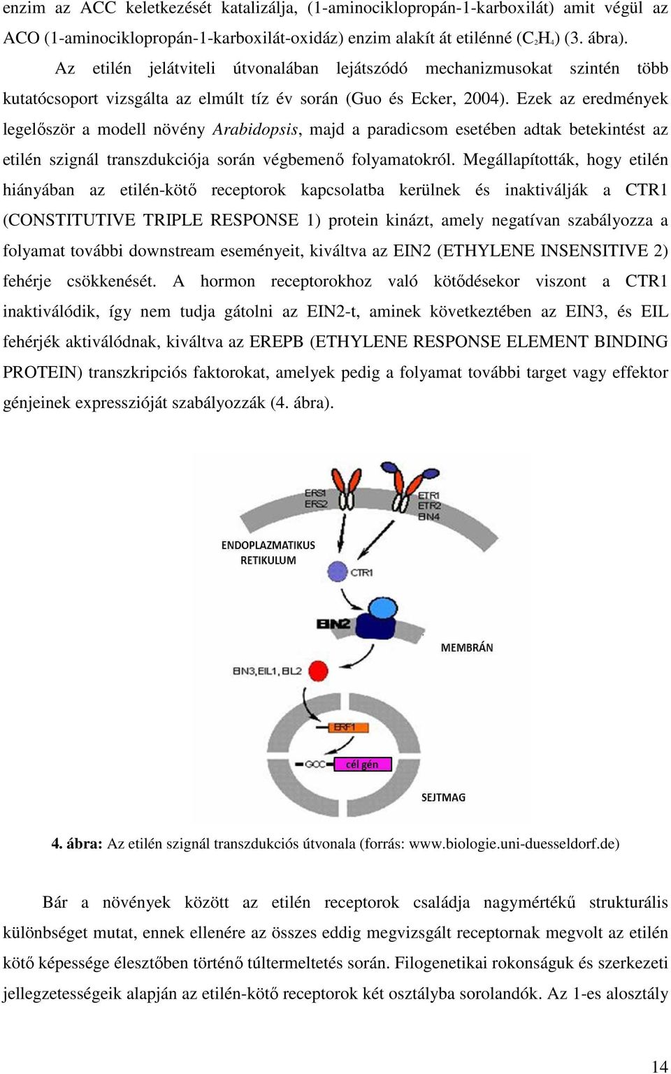 Ezek az eredmények legelőször a modell növény Arabidopsis, majd a paradicsom esetében adtak betekintést az etilén szignál transzdukciója során végbemenő folyamatokról.