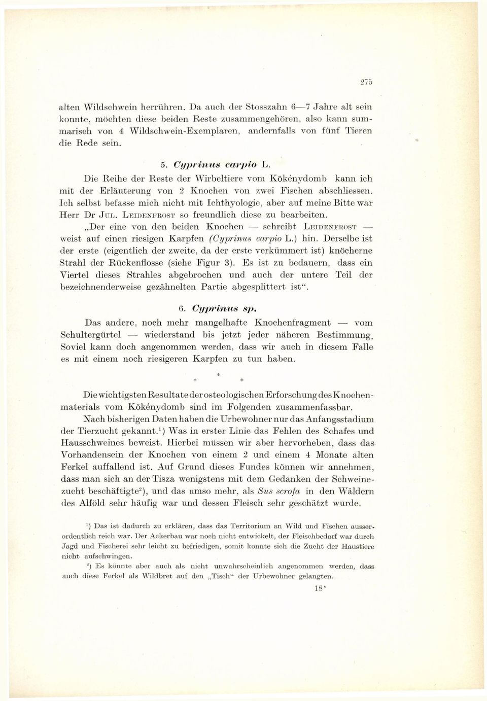 Cgpriuus carpio L. Die Reihe der Reste der Wirbeltiere vom Kökény domb kann ich mit der Erläuterung von 2 Knochen von zwei Fischen abschliessen.