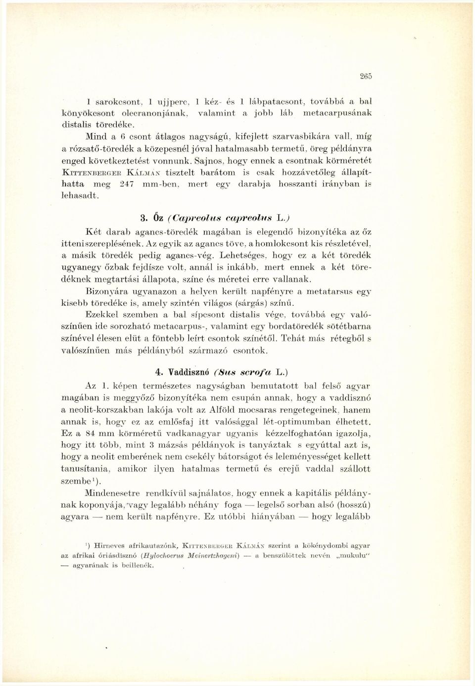 Sajnos, hogy ennek a csontnak körméretét KITTENBEKGEB KÁLMAx tisztelt barátom is csak hozzávetőleg állapíthatta meg 247 mm-ben, mert egy darabja hosszanti irányban is lehasadt. 3.