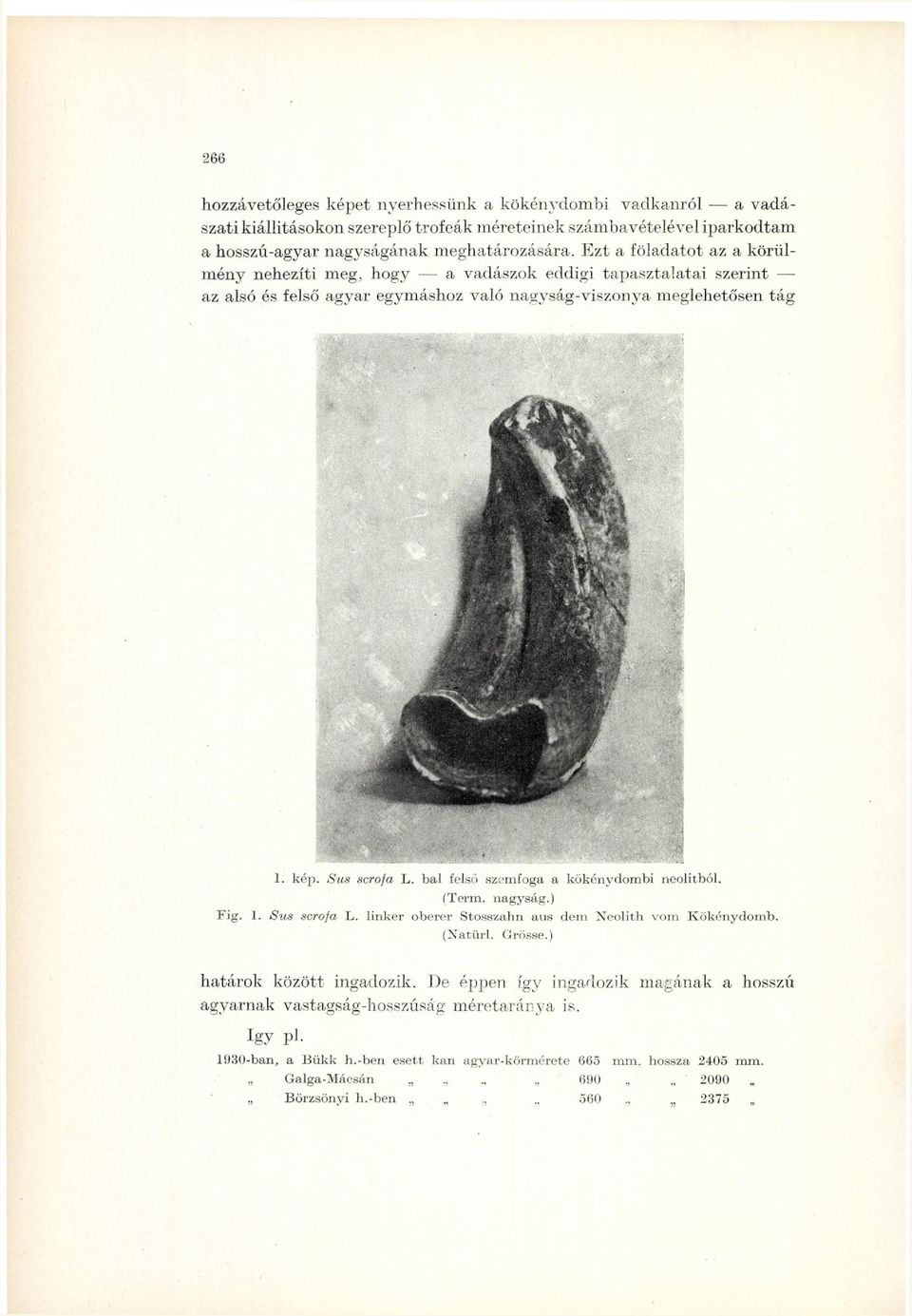 bal felső szemfoga a kökénydombi neolitból. (Term, nagyság.) Fig. 1. Sus scrofa L. linker oberer Stosszahn aus dem Neolith vom Kökénydomb. (Natürl. Grösse.) határok között ingadozik.