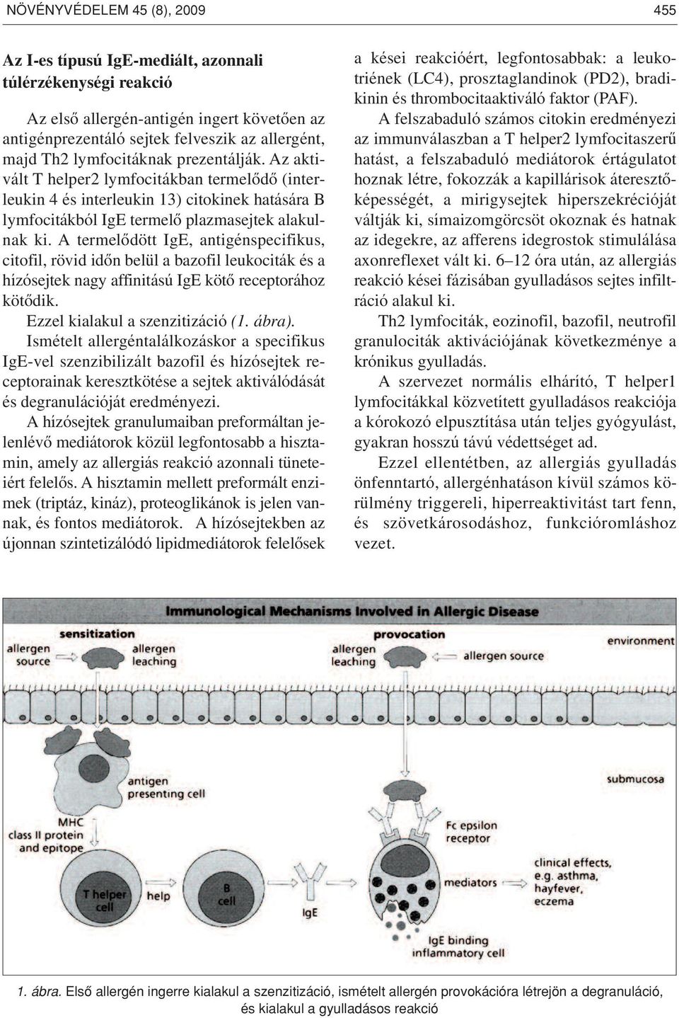 A termelôdött IgE, antigénspecifikus, citofil, rövid idôn belül a bazofil leukociták és a hízósejtek nagy affinitású IgE kötô receptorához kötôdik. Ezzel kialakul a szenzitizáció (1. ábra).