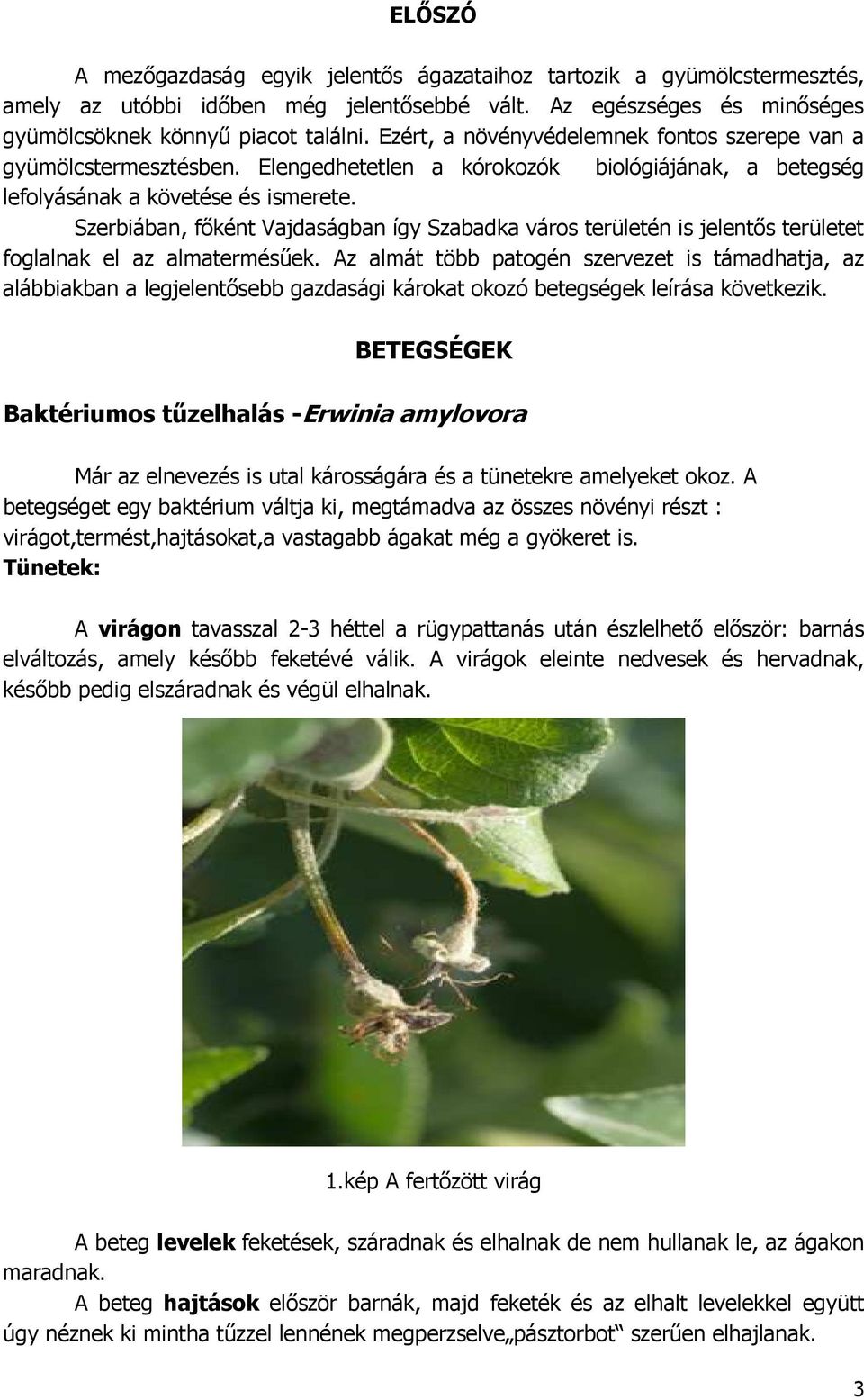 Szerbiában, fıként Vajdaságban így Szabadka város területén is jelentıs területet foglalnak el az almatermésőek.