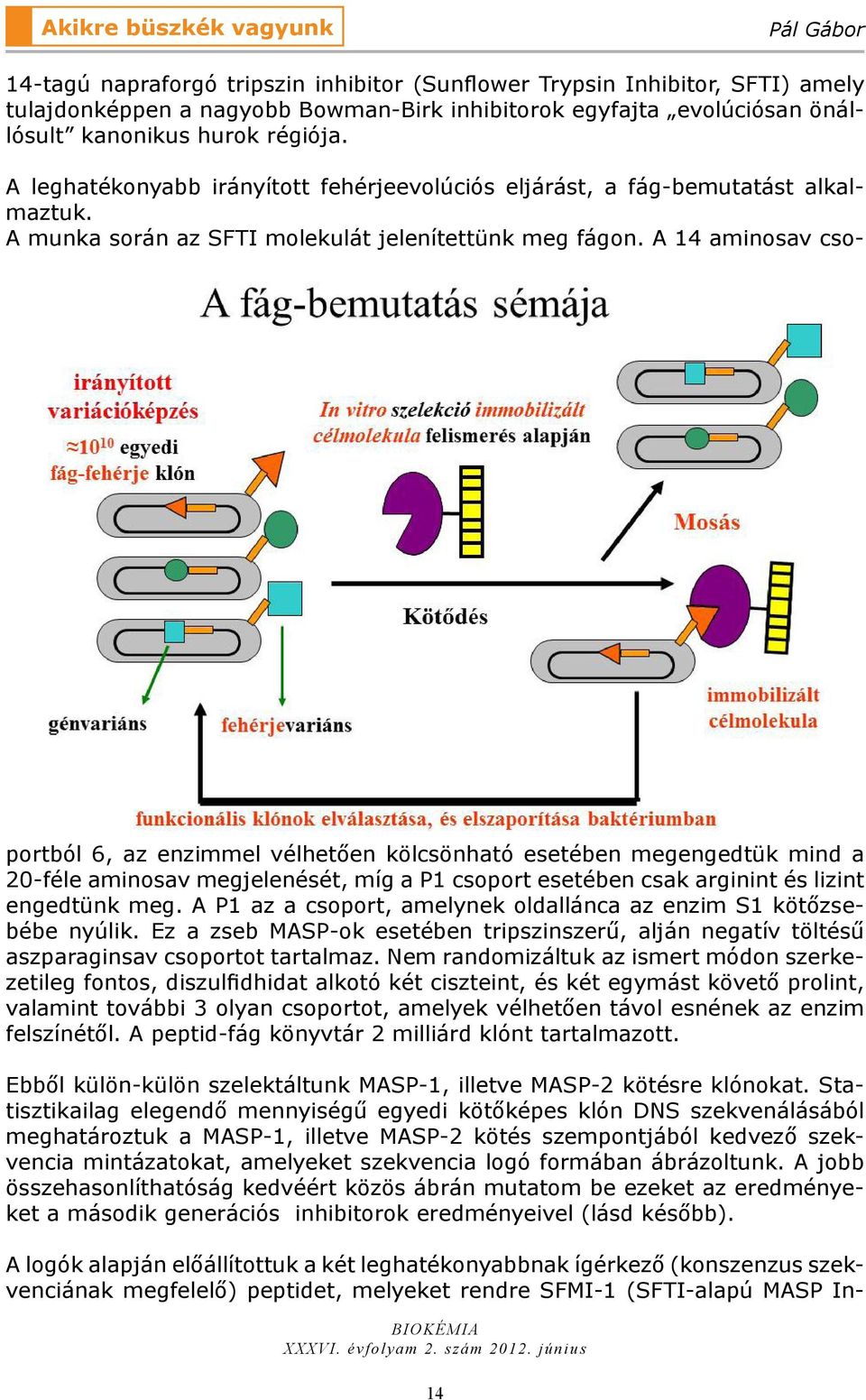 A 14 aminosav csoportból 6, az enzimmel vélhetően kölcsönható esetében megengedtük mind a 20-féle aminosav megjelenését, míg a P1 csoport esetében csak arginint és lizint engedtünk meg.