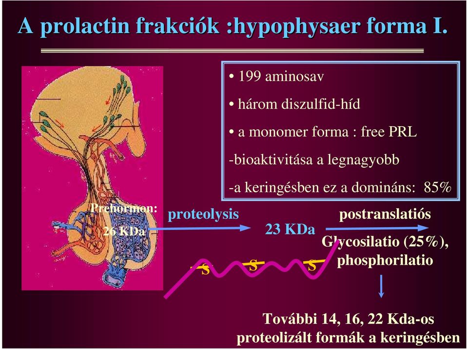 legnagyobb Prehormon: 26 KDa proteolysis -a keringésben ez a domináns: 85% 23