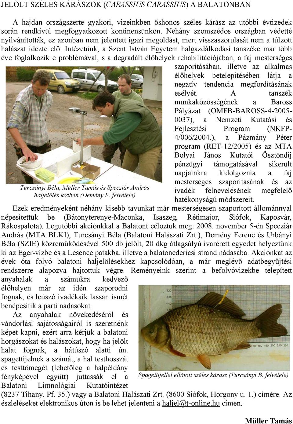 Intézetünk, a Szent István Egyetem halgazdálkodási tanszéke már több éve foglalkozik e problémával, s a degradált élőhelyek rehabilitációjában, a faj mesterséges szaporításában, illetve az alkalmas