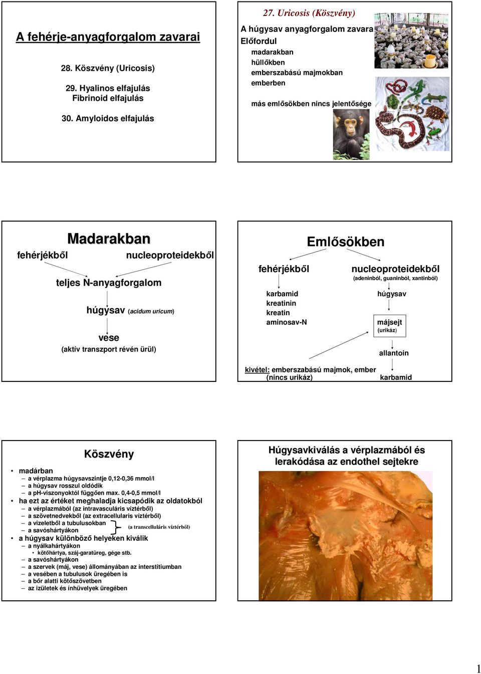 nucleoproteidekbıl húgysav (acidum uricum) vese (aktív transzport révén ürül) fehérjékbıl karbamid kreatinin kreatin aminosav-n Emlısökben nucleoproteidekbıl (adeninból, guaninból, xantinból) húgysav