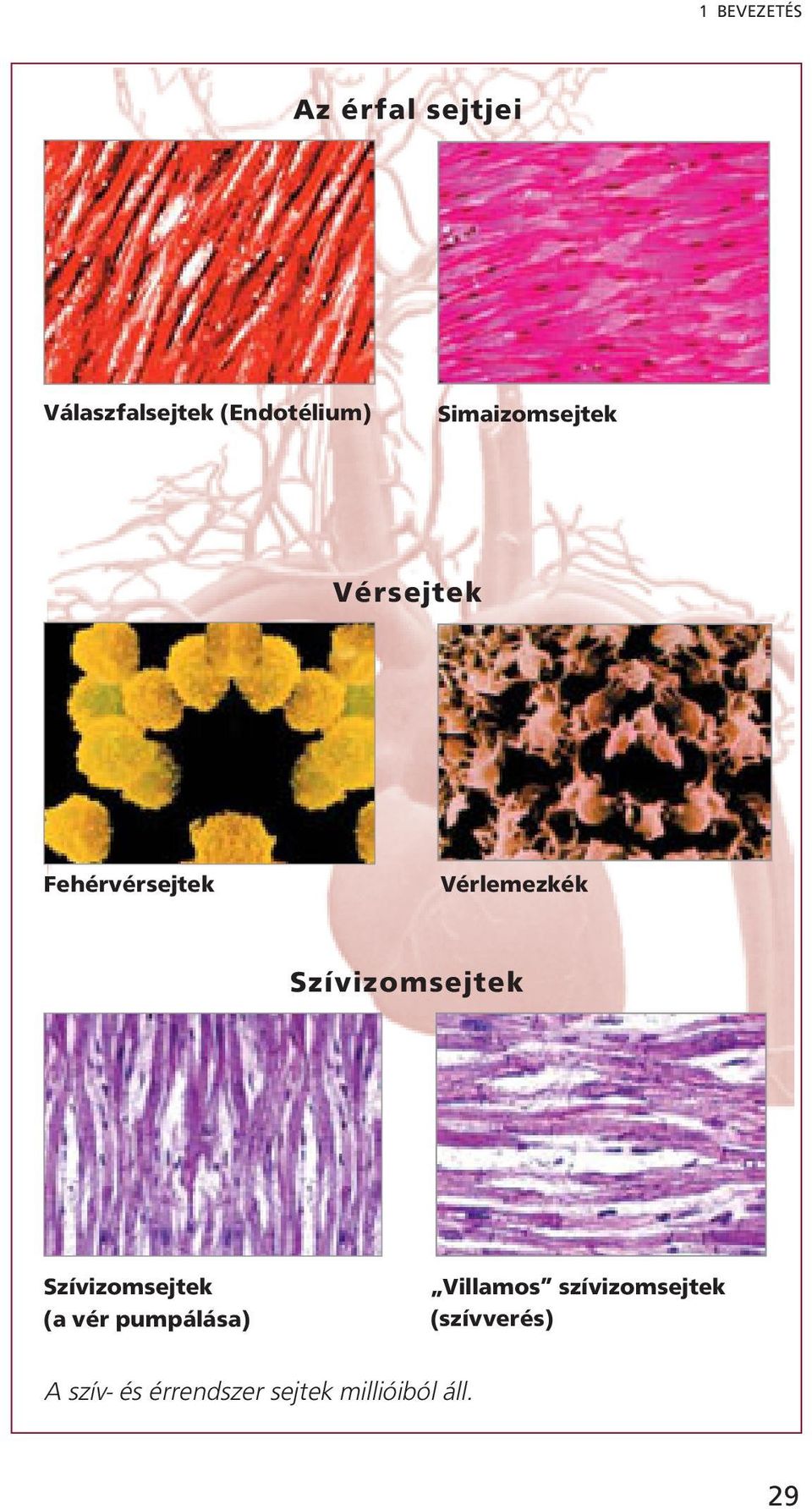 Szívizomsejtek Szívizomsejtek (a vér pumpálása) Villamos