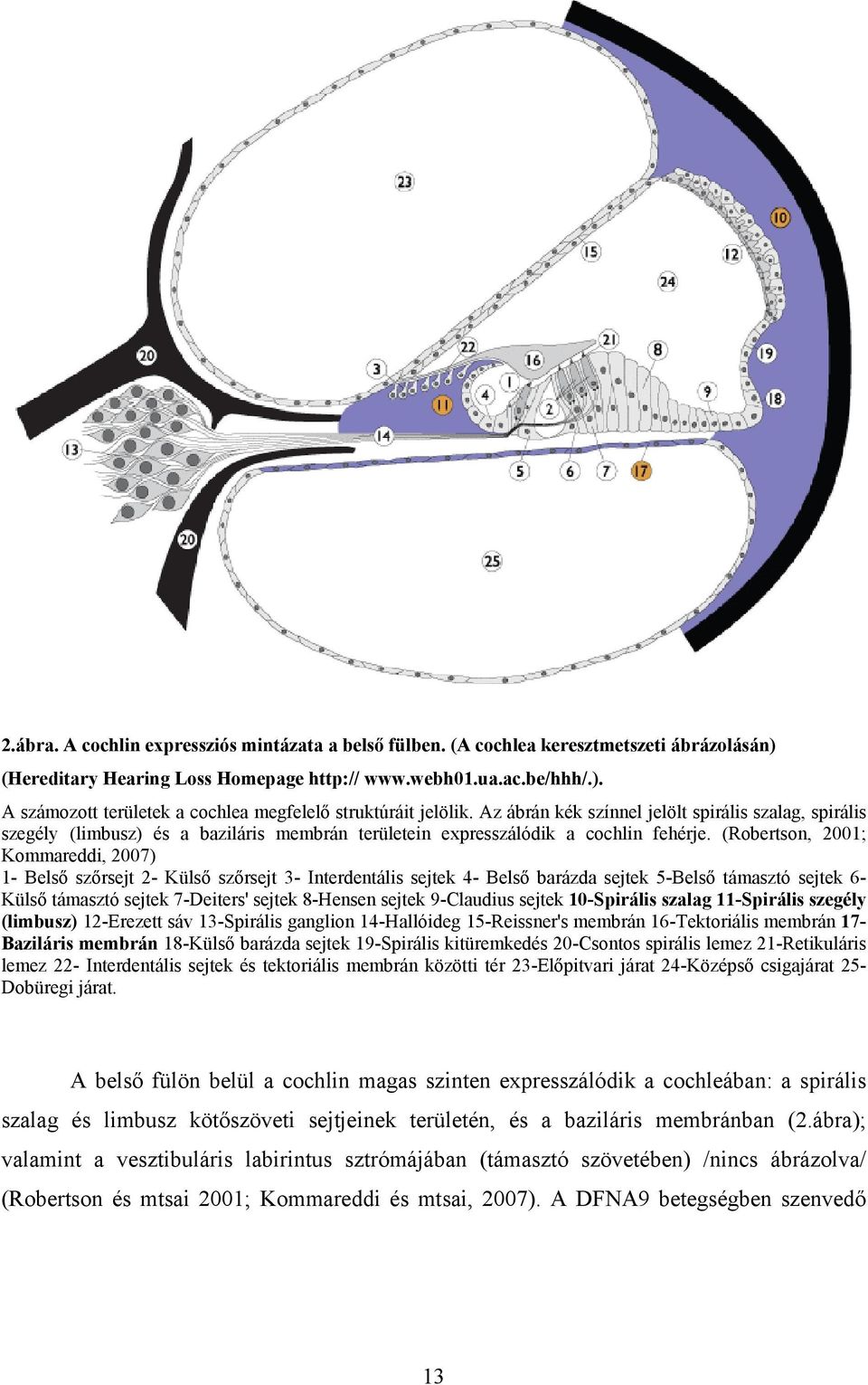 (Robertson, 2001; Kommareddi, 2007) 1- Belső szőrsejt 2- Külső szőrsejt 3- Interdentális sejtek 4- Belső barázda sejtek 5-Belső támasztó sejtek 6- Külső támasztó sejtek 7-Deiters' sejtek 8-Hensen