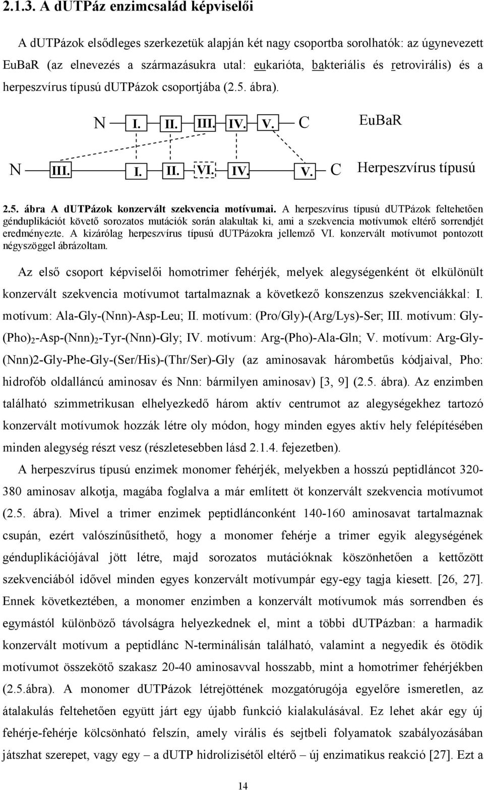 retrovirális) és a herpeszvírus típusú dutpázok csoportjába (2.5. ábra). N I. II. III. IV. V. C EuBaR N III. I. II. VI. IV. V. C Herpeszvírus típusú 2.5. ábra A dutpázok konzervált szekvencia motívumai.