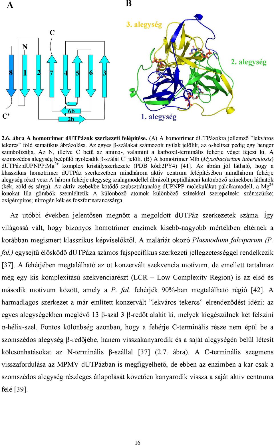 A szomszédos alegység beépülő nyolcadik β-szálát C jelöli. (B) A homotrimer Mtb (Mycobacterium tuberculosis) dutpáz:dupnpp:mg 2+ komplex kristályszerkezete (PDB kód:2py4) [41].