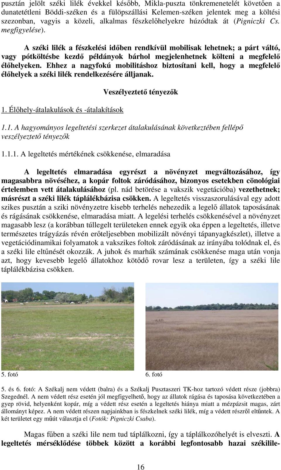 A széki lilék a fészkelési időben rendkívül mobilisak lehetnek; a párt váltó, vagy pótköltésbe kezdő példányok bárhol megjelenhetnek költeni a megfelelő élőhelyeken.