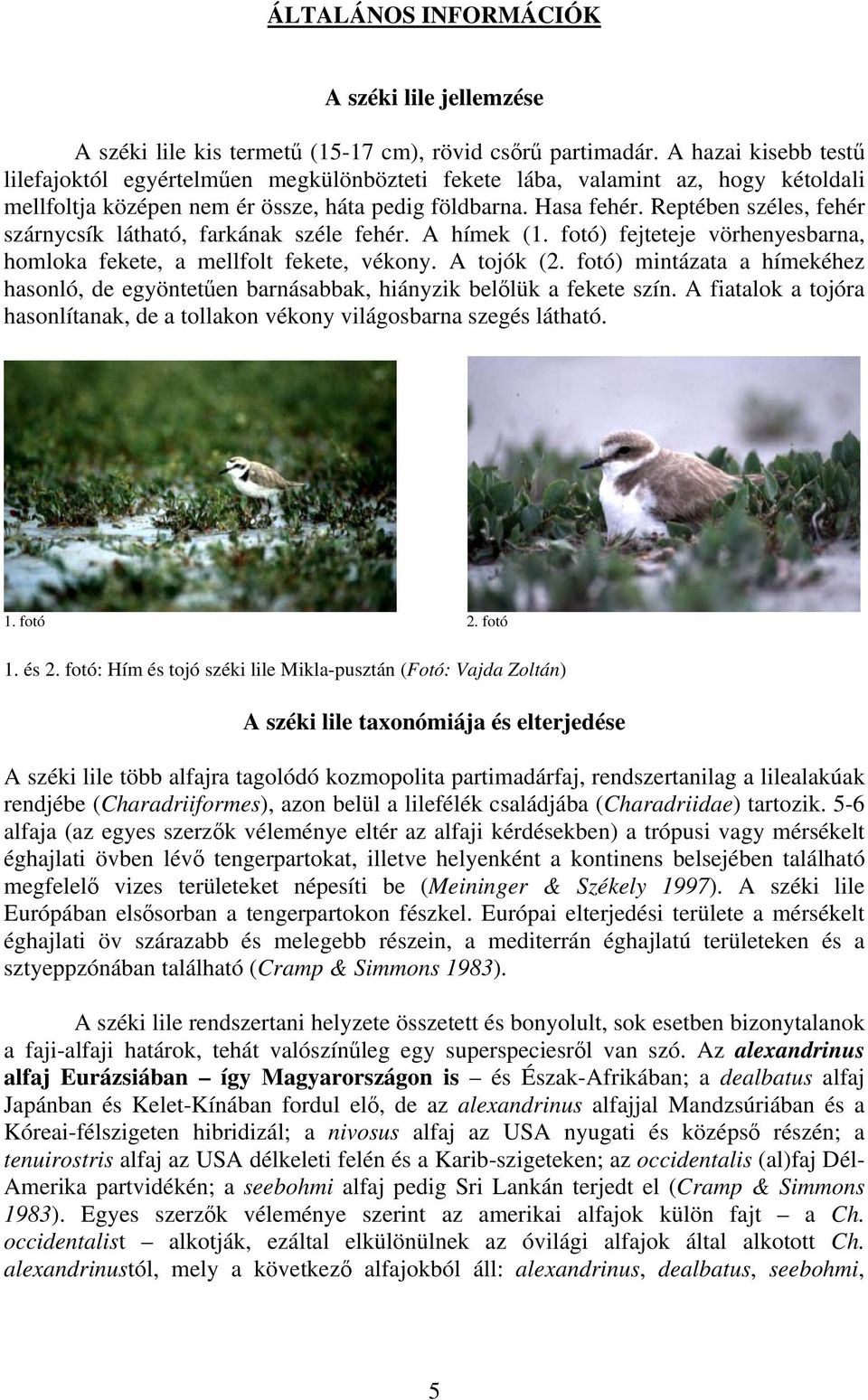 Reptében széles, fehér szárnycsík látható, farkának széle fehér. A hímek (1. fotó) fejteteje vörhenyesbarna, homloka fekete, a mellfolt fekete, vékony. A tojók (2.