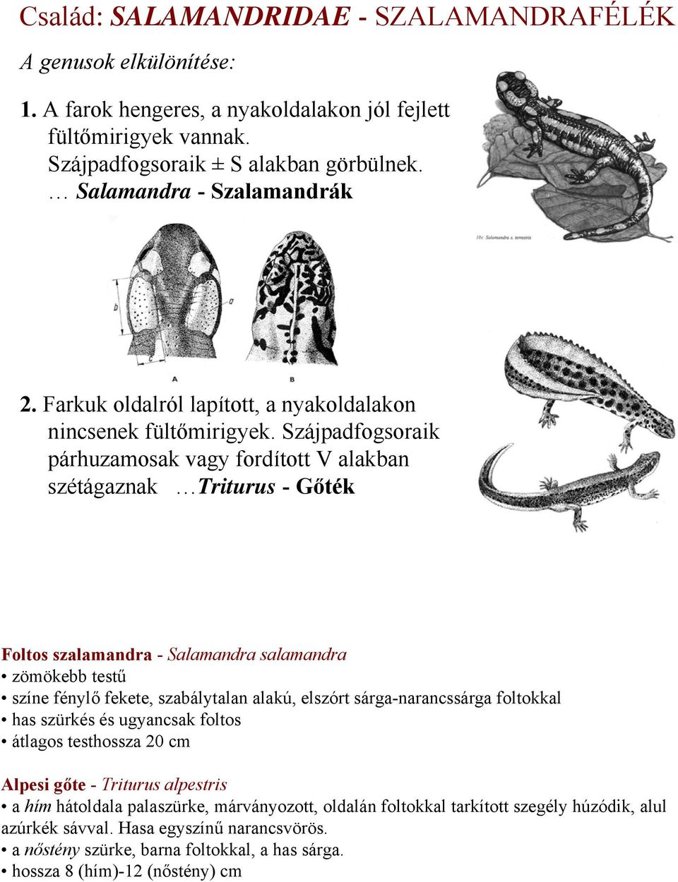 Szájpadfogsoraik párhuzamosak vagy fordított V alakban szétágaznak Triturus -Gőték Foltos szalamandra - Salamandra salamandra zömökebb testű színe fénylő fekete, szabálytalan alakú, elszórt