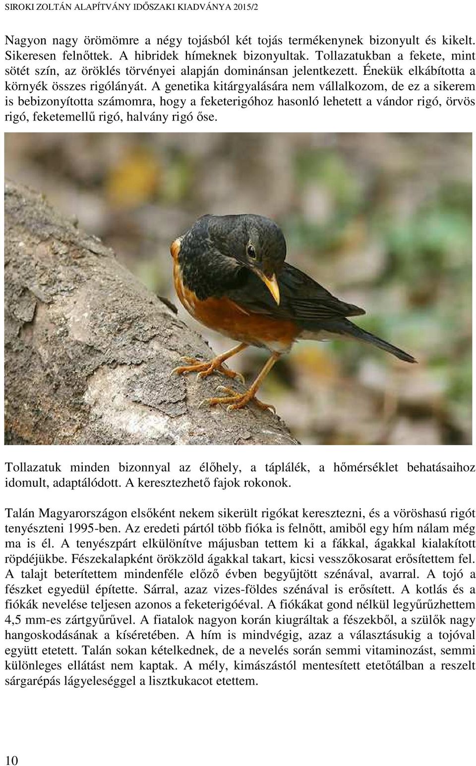 A genetika kitárgyalására nem vállalkozom, de ez a sikerem is bebizonyította számomra, hogy a feketerigóhoz hasonló lehetett a vándor rigó, örvös rigó, feketemellű rigó, halvány rigó őse.