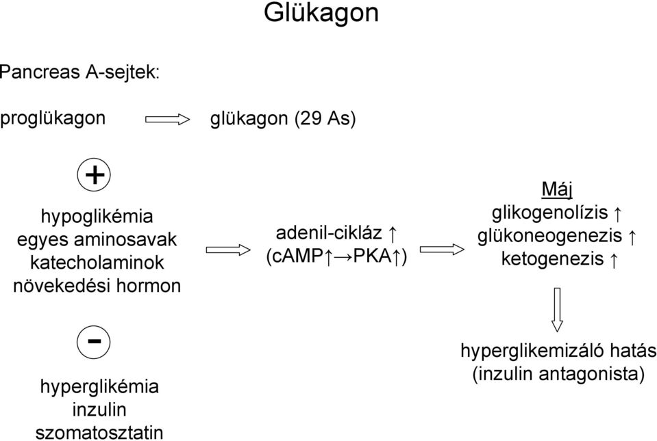 hyperglikémia inzulin szomatosztatin adenil-cikláz (camp PKA ) Máj