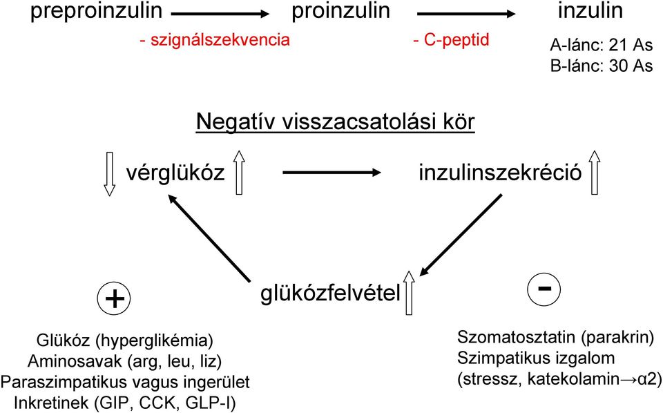 Aminosavak (arg, leu, liz) Paraszimpatikus vagus ingerület Inkretinek (GIP, CCK,