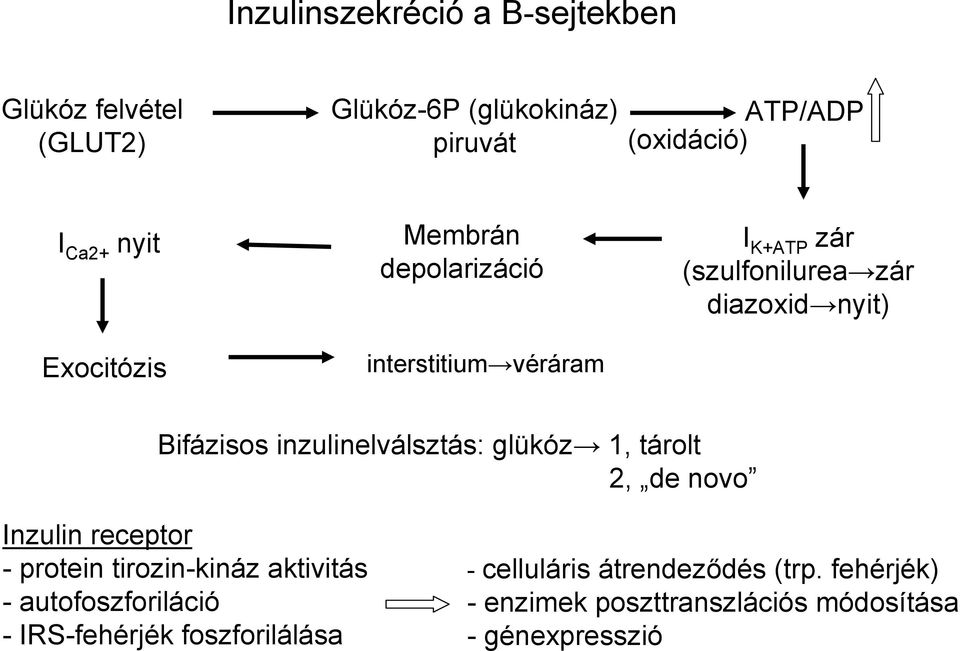 inzulinelválsztás: glükóz 1, tárolt 2, de novo Inzulin receptor - protein tirozin-kináz aktivitás - autofoszforiláció