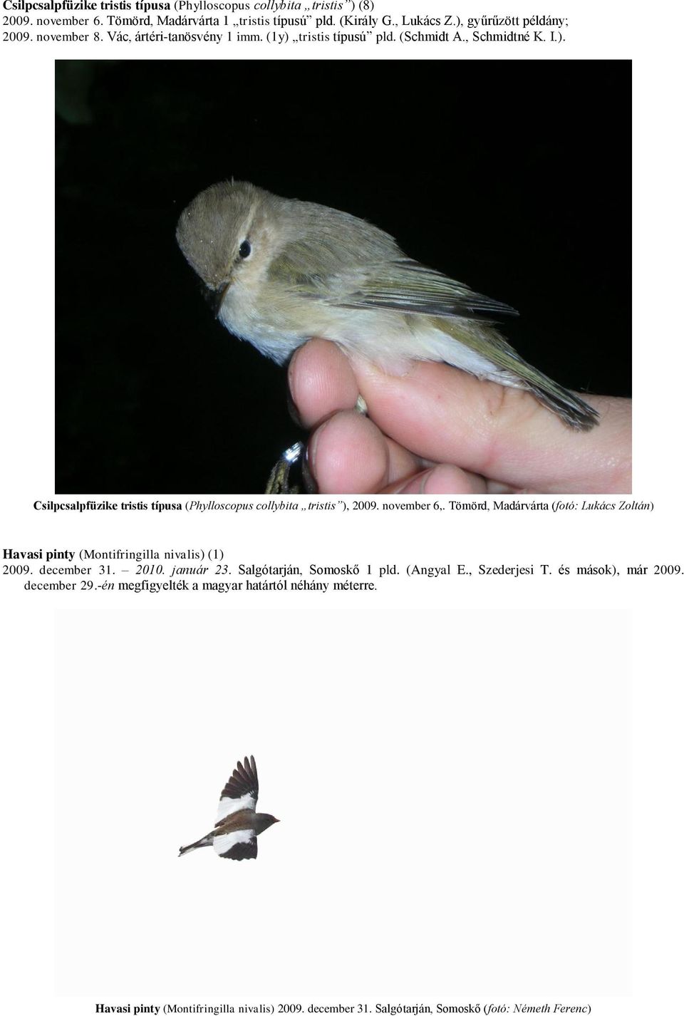 november 6,. Tömörd, Madárvárta (fotó: Lukács Zoltán) Havasi pinty (Montifringilla nivalis) (1) 2009. december 31. 2010. január 23. Salgótarján, Somoskő 1 pld. (Angyal E.