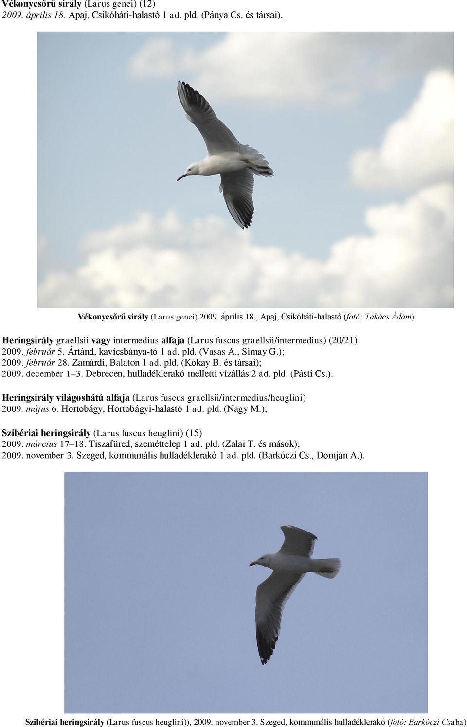 Debrecen, hulladéklerakó melletti vízállás 2 ad. pld. (Pásti Cs.). Heringsirály világoshátú alfaja (Larus fuscus graellsii/intermedius/heuglini) 2009. május 6. Hortobágy, Hortobágyi-halastó 1 ad. pld. (Nagy M.