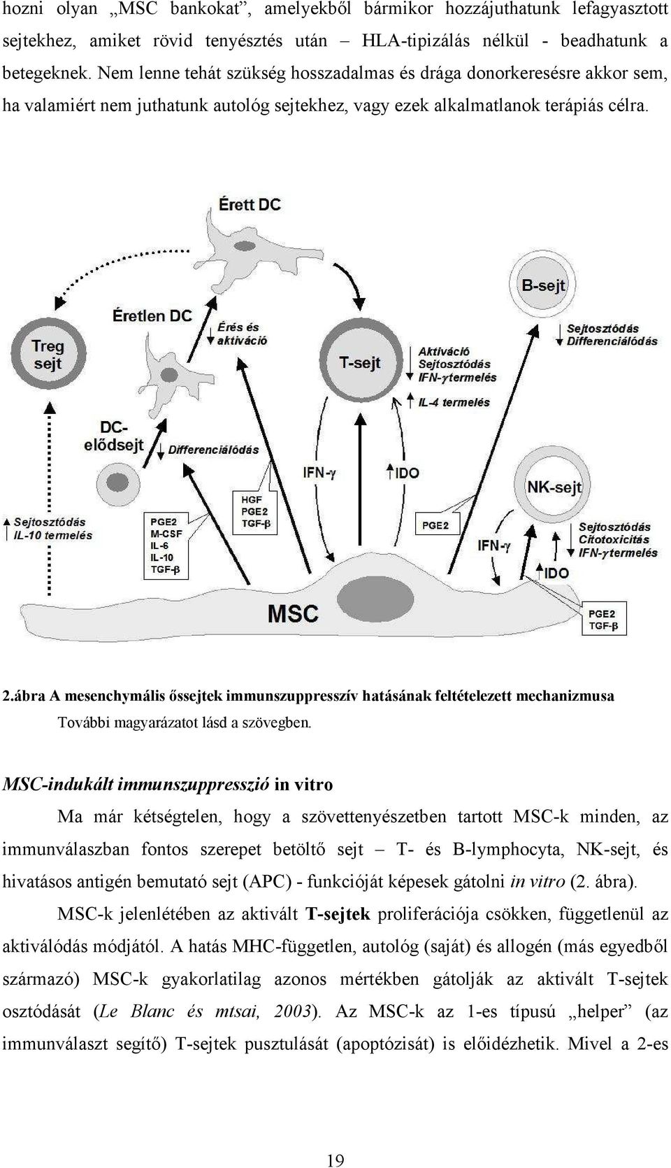 ábra A mesenchymális őssejtek immunszuppresszív hatásának feltételezett mechanizmusa További magyarázatot lásd a szövegben.