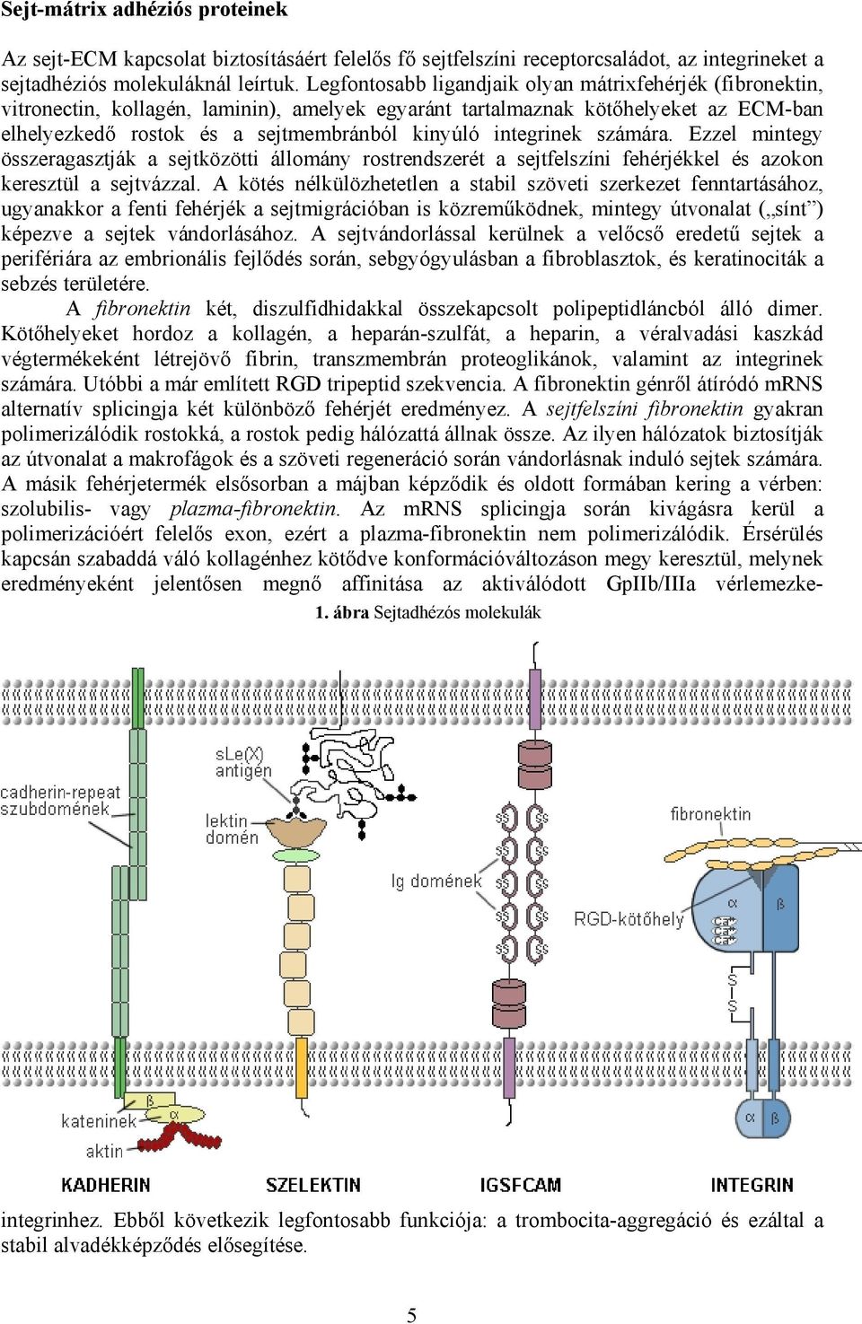 integrinek számára. Ezzel mintegy összeragasztják a sejtközötti állomány rostrendszerét a sejtfelszíni fehérjékkel és azokon keresztül a sejtvázzal.