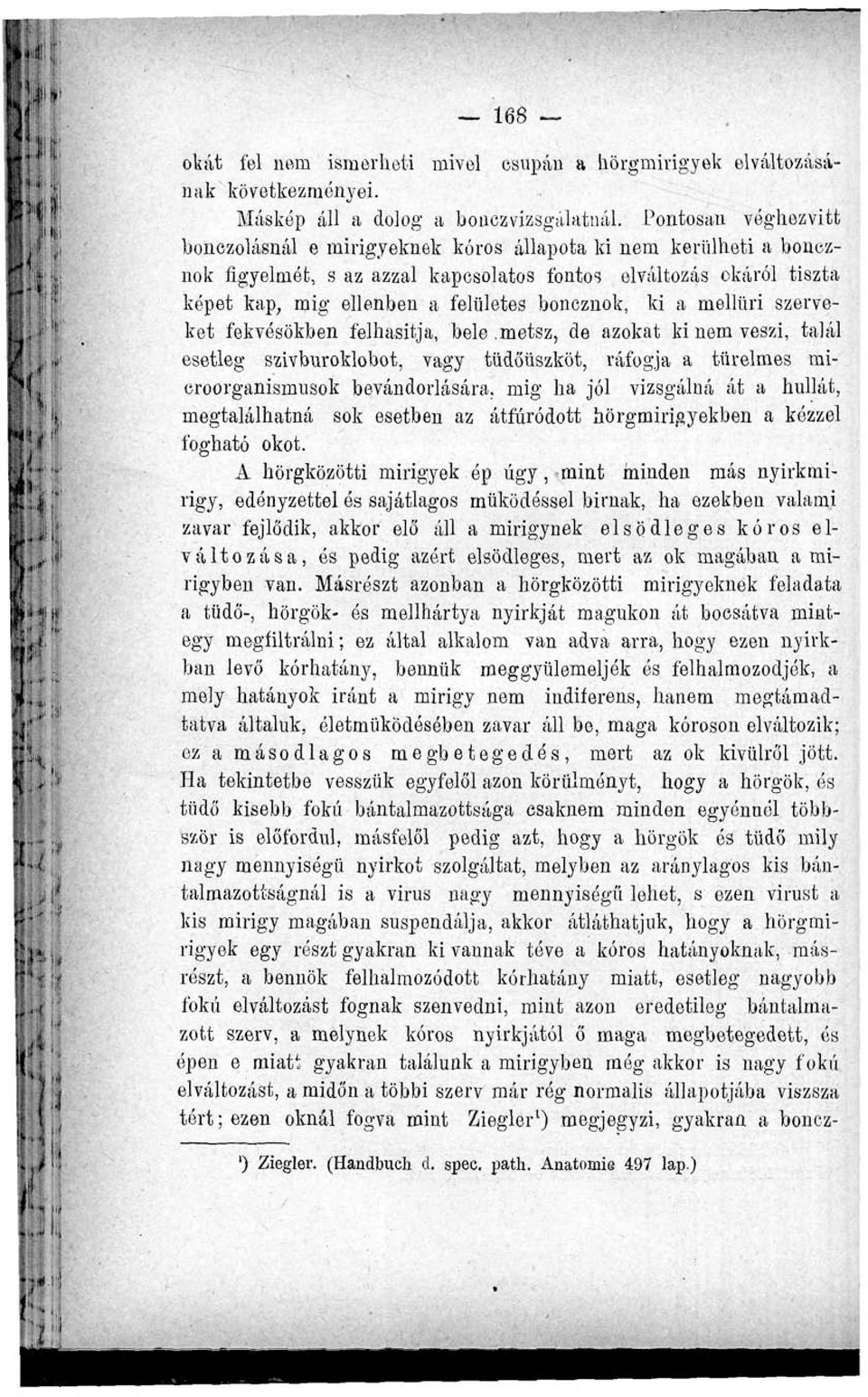 boncznok, ki a mellüri szerveket fekvésűkben felhasítja, bele.