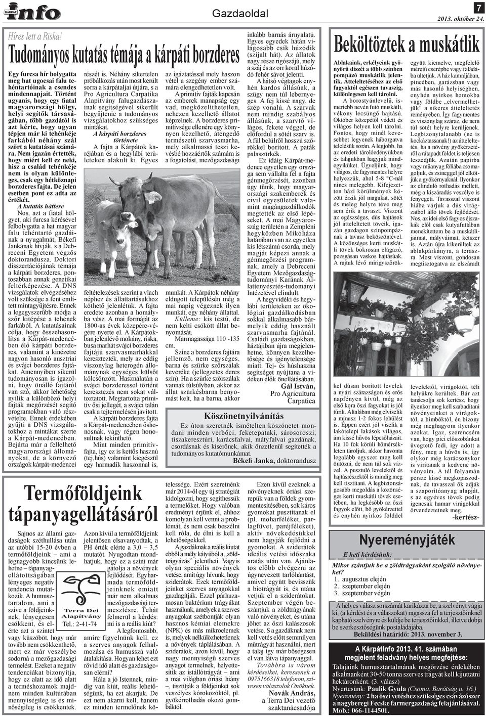 Nem igazán értették, hogy miért kell ez neki, hisz a család tehénkéje nem is olyan különleges, csak egy hétköznapi borzderes fajta. De jelen esetben pont ez adta az értékét.