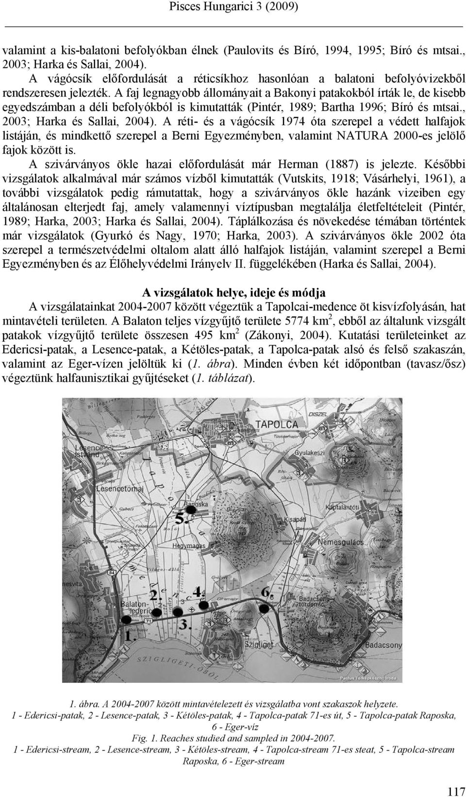 A faj legnagyobb állományait a Bakonyi patakokból írták le, de kisebb egyedszámban a déli befolyókból is kimutatták (Pintér, 1989; Bartha 1996; Bíró és mtsai., 2003; Harka és Sallai, 2004).