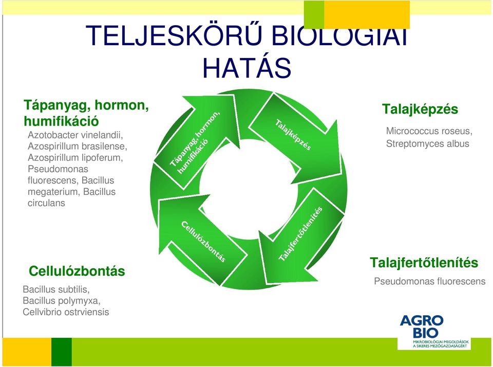 megaterium, Bacillus circulans Talajképzés Micrococcus roseus, Streptomyces albus