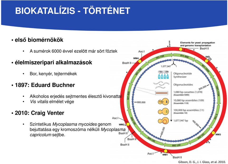 sejtmentes élesztő kivonattal Vis vitalis elmélet vége 2010: Craig Venter Szintetikus Mycoplasma