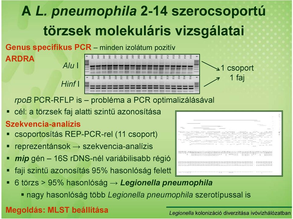csoport) reprezentánsok szekvencia-analízis mip gén 16S rdns-nél variábilisabb régió faji szintő azonosítás 95% hasonlóság felett 6 törzs >