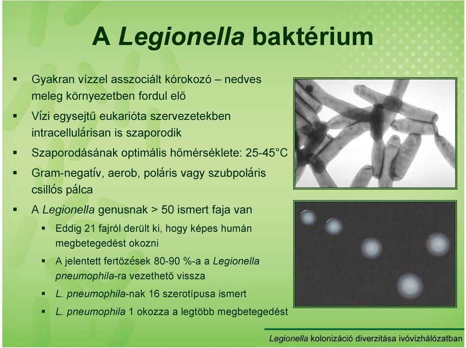 pálca A Legionella genusnak > 50 ismert faja van Eddig 21 fajról derült ki, hogy képes humán megbetegedést okozni A jelentett fertızések