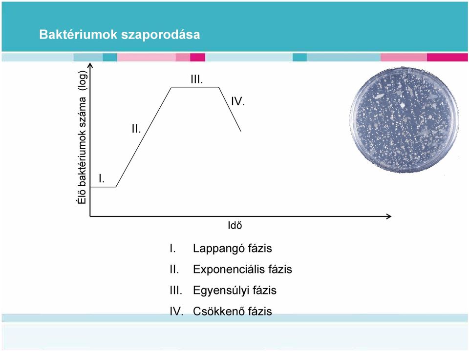 Idő I. Lappangó fázis II. III. IV.
