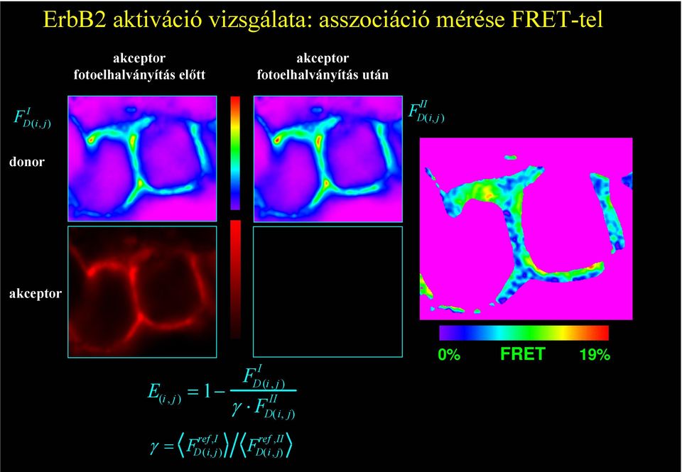 után I F D( i, j) II F D(i, j ) donor akceptor E (i, j ) = 1 F