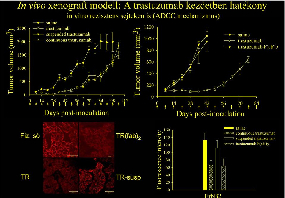 volume (mm3) 1200 1000 800 600 400 200 0 saline trastuzumab trastuzumab-f(ab')2 0 14 28 42 56 70 84 Days post-inoculation Fiz.
