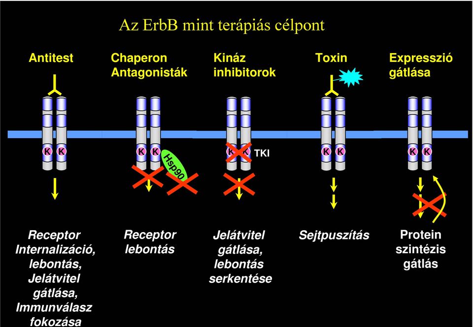 lebontás, Jelátvitel gátlása, Immunválasz fokozása Receptor lebontás