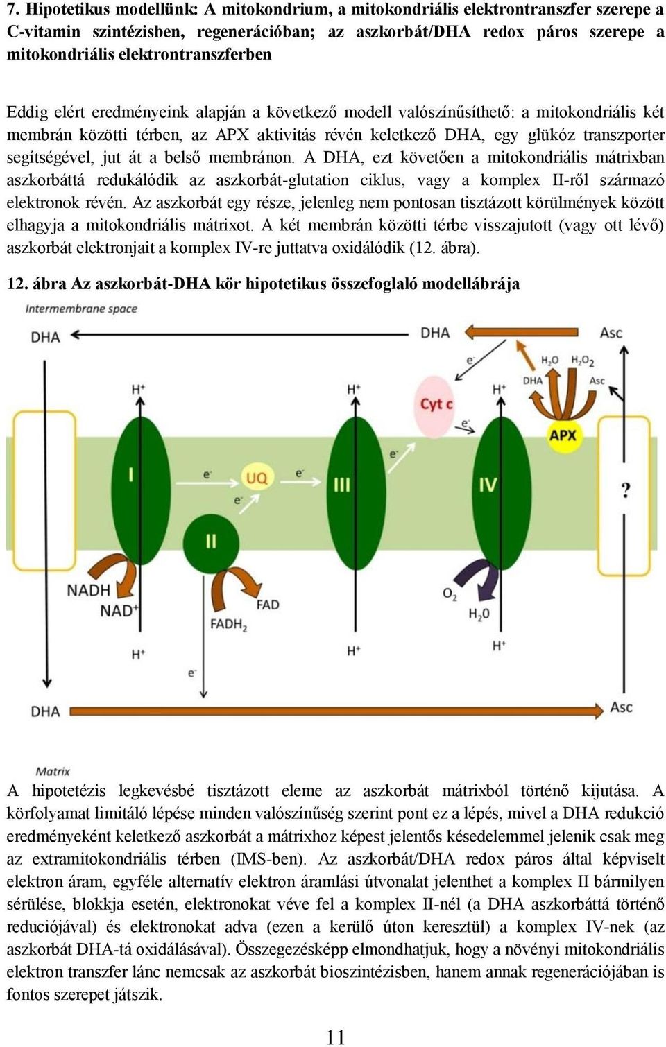 segítségével, jut át a belső membránon. A DHA, ezt követően a mitokondriális mátrixban aszkorbáttá redukálódik az aszkorbát-glutation ciklus, vagy a komplex II-ről származó elektronok révén.