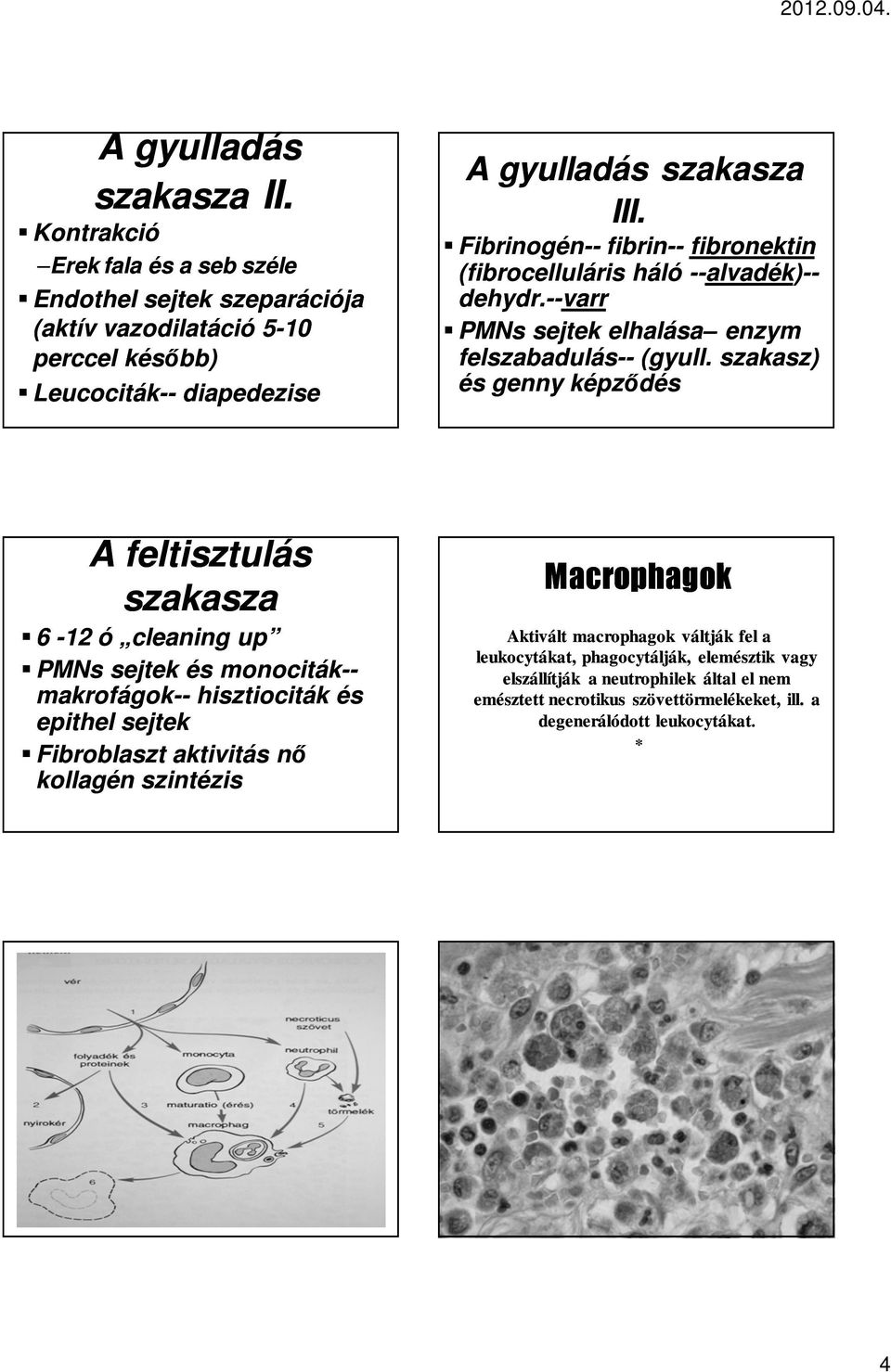 Fibrinogén-- fibrin-- fibronektin (fibrocelluláris háló --alvadék)-- dehydr.--varr PMNs sejtek elhalása enzym felszabadulás-- (gyull.