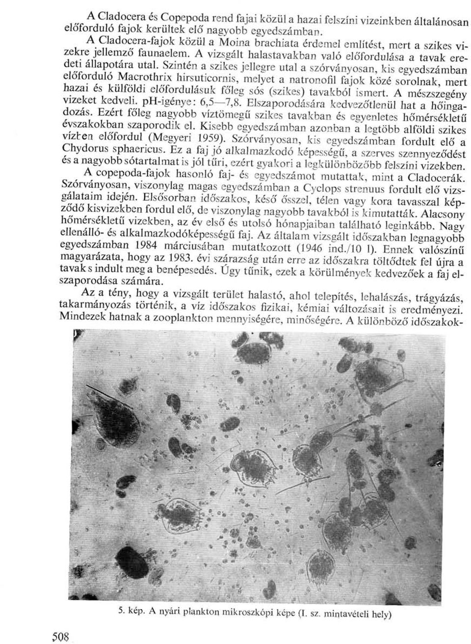 " Szmtén a Szikes jellegre utal a szórványosan, kis egyedszámban eloíordulo Macrothrix lursuticornis, melyet a natronofil fajok közé sorolnak, mert hazai es külföldi előfordulásuk főleg sós (szikes)