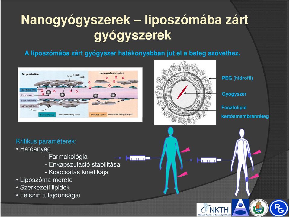 PEG (hidrofil) Gyógyszer Foszfolipid kettősmembránréteg Kritikus paraméterek: