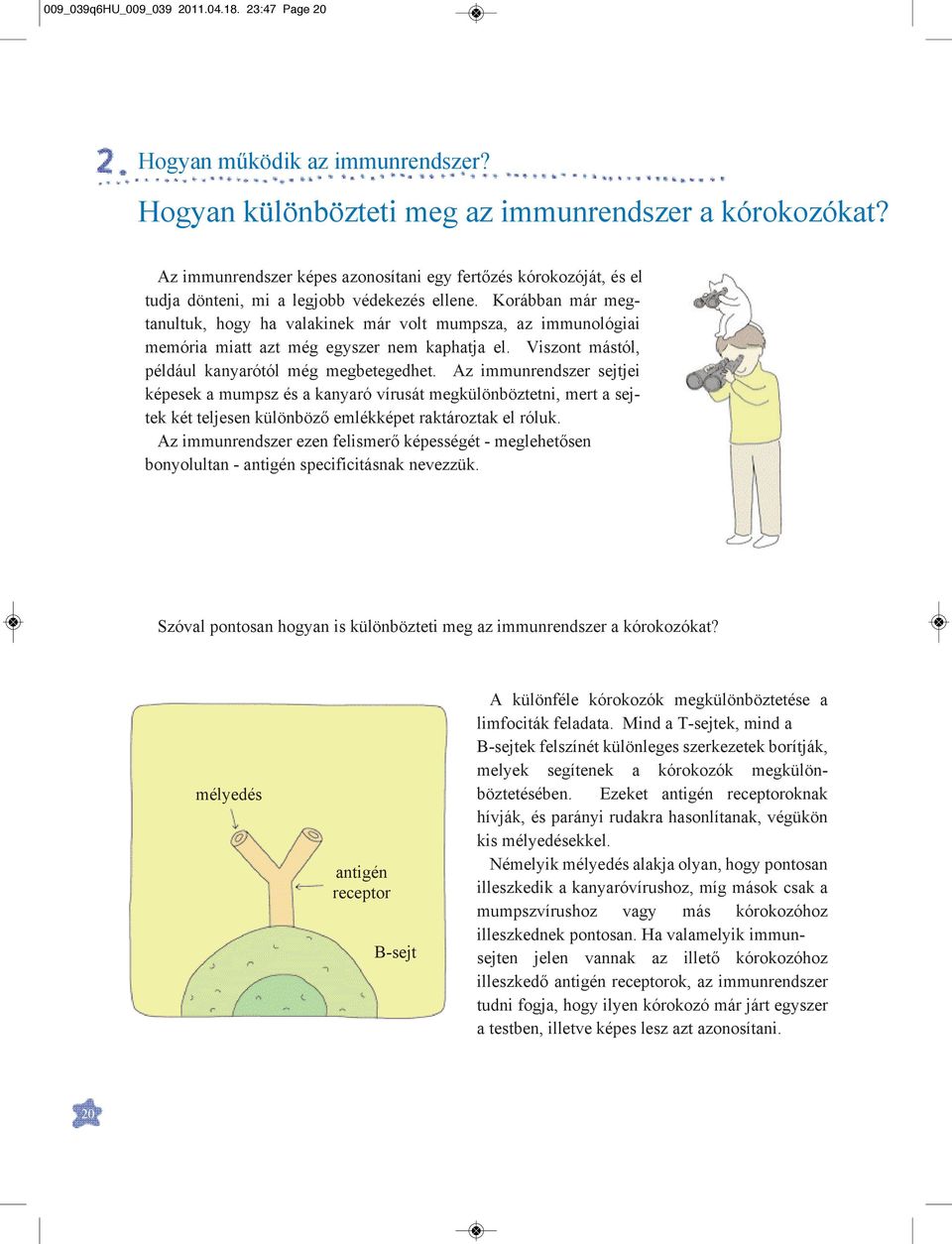 Korábban már megtanultuk, hogy ha valakinek már volt mumpsza, az immunológiai memória miatt azt még egyszer nem kaphatja el. Viszont mástól, például kanyarótól még megbetegedhet.