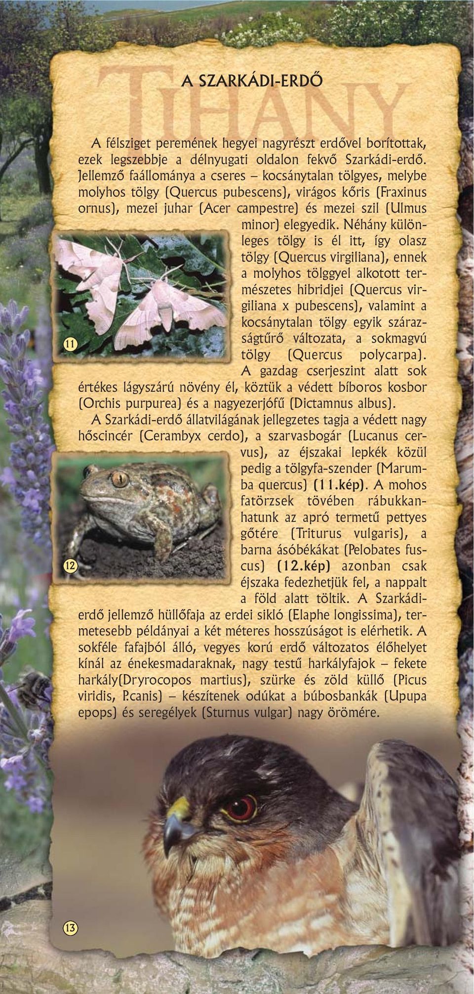 Néhány különleges tölgy is él itt, így olasz tölgy (Quercus virgiliana), ennek a molyhos tölggyel alkotott természetes hibridjei (Quercus virgiliana x pubescens), valamint a kocsánytalan tölgy egyik