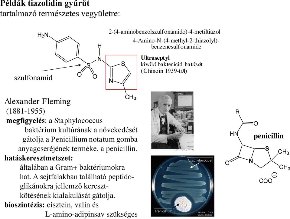 növekedését gátolja a Penicillium notatum gomba anyagcseréjének terméke, a penicillin. hatáskeresztmetszet: általában a Gram+ baktériumokra hat.