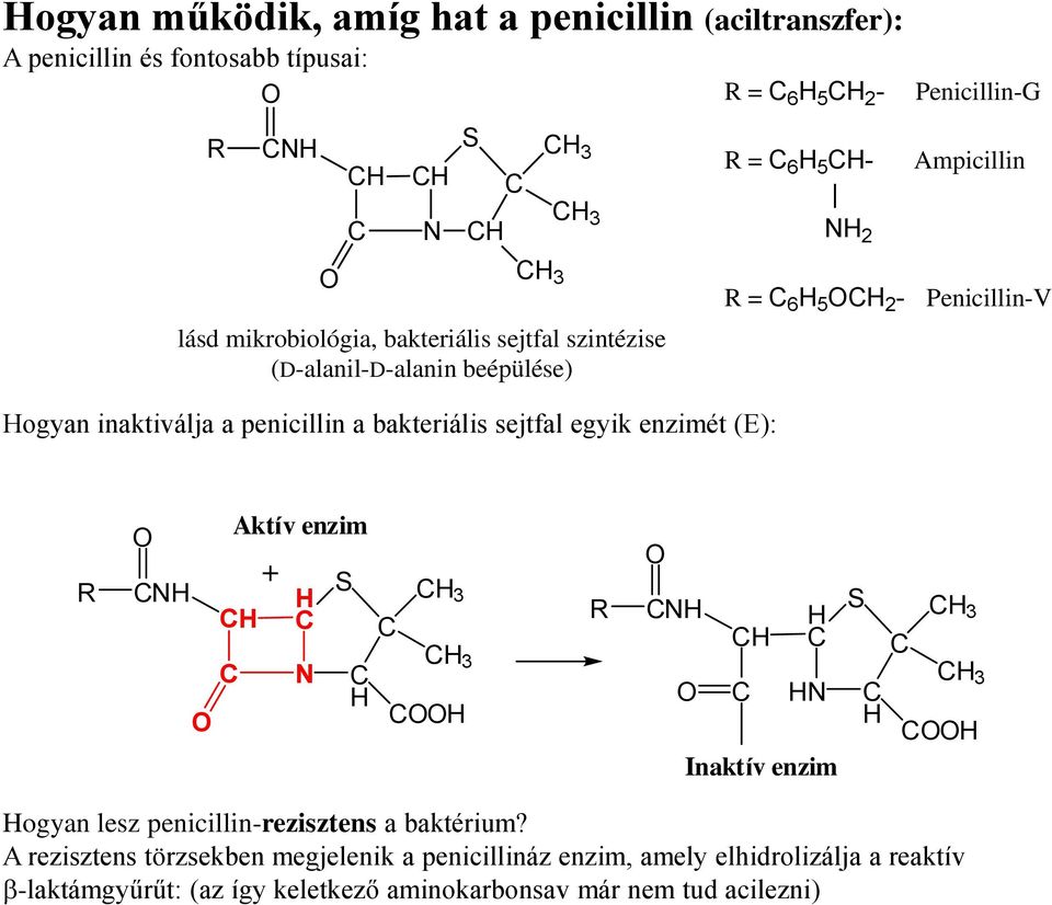 penicillin a bakteriális sejtfal egyik enzimét (E): R Aktív enzim + S 3 3 R Inaktív enzim S 3 3 ogyan lesz penicillin-rezisztens a baktérium?