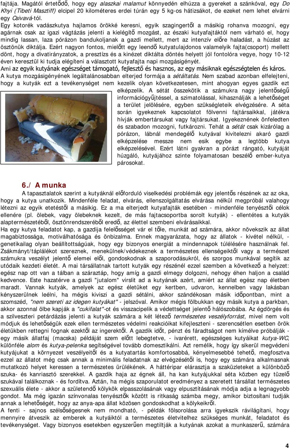 elvárni egy Csivavá-tól.