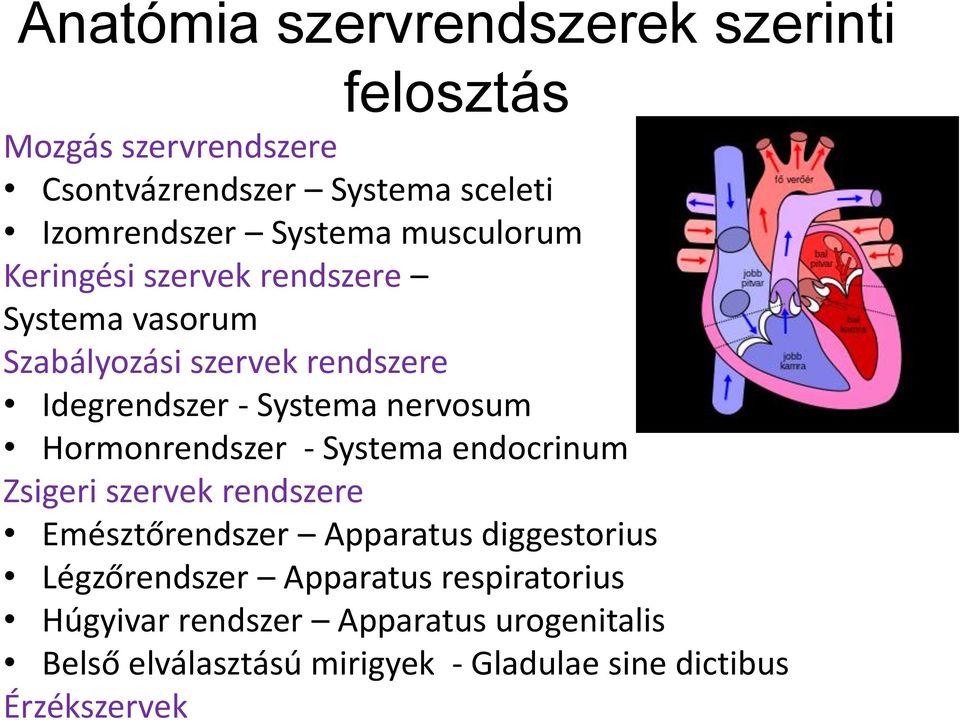 Hormonrendszer - Systema endocrinum Zsigeri szervek rendszere Emésztőrendszer Apparatus diggestorius Légzőrendszer