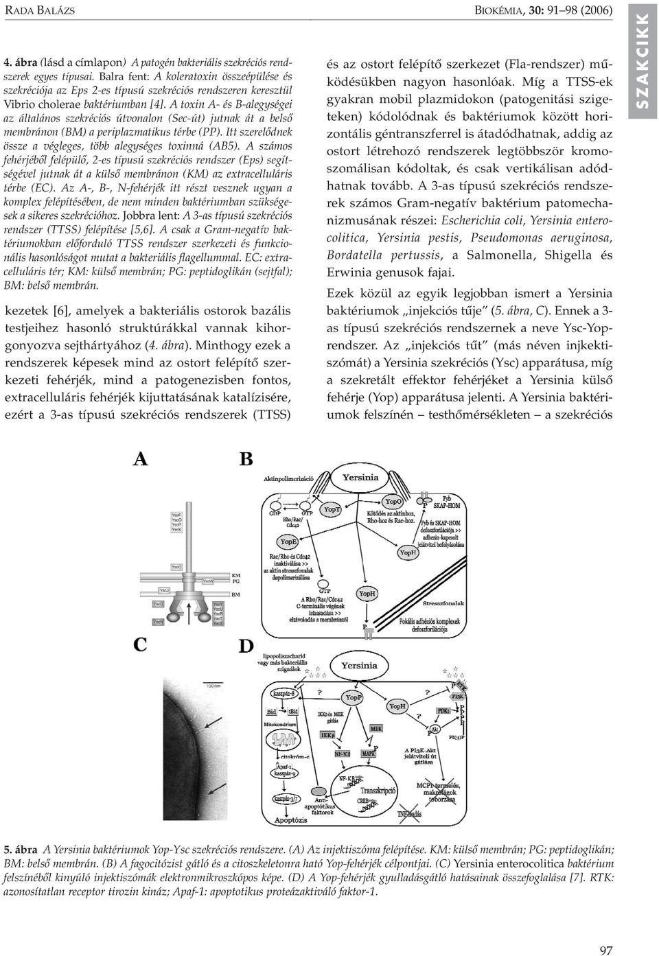 A toxin A- és B-alegységei az általános szekréciós útvonalon (Sec-út) jutnak át a belsô membránon (BM) a periplazmatikus térbe (PP). Itt szerelôdnek össze a végleges, több alegységes toxinná (AB5).