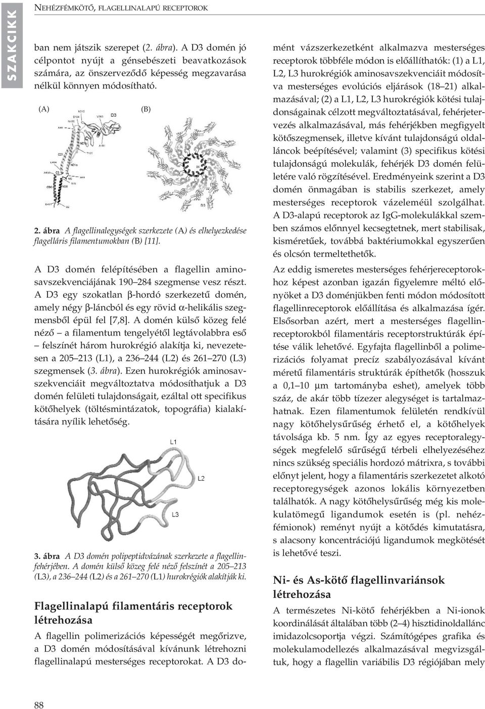 ábra A flagellinalegységek szerkezete (A) és elhelyezkedése flagelláris filamentumokban (B) [11]. A D3 domén felépítésében a flagellin aminosavszekvenciájának 190 284 szegmense vesz részt.